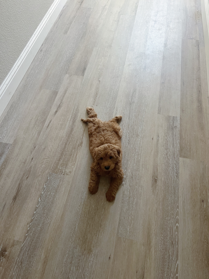 Hypoallergenic Golden Retriever Poodle Mix Pup
