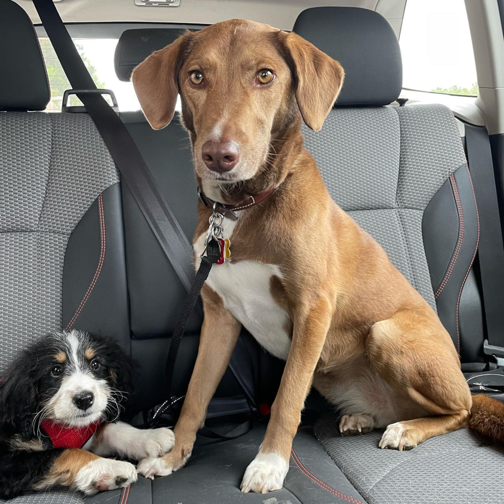 Suffolk Mini Bernedoodle Pup