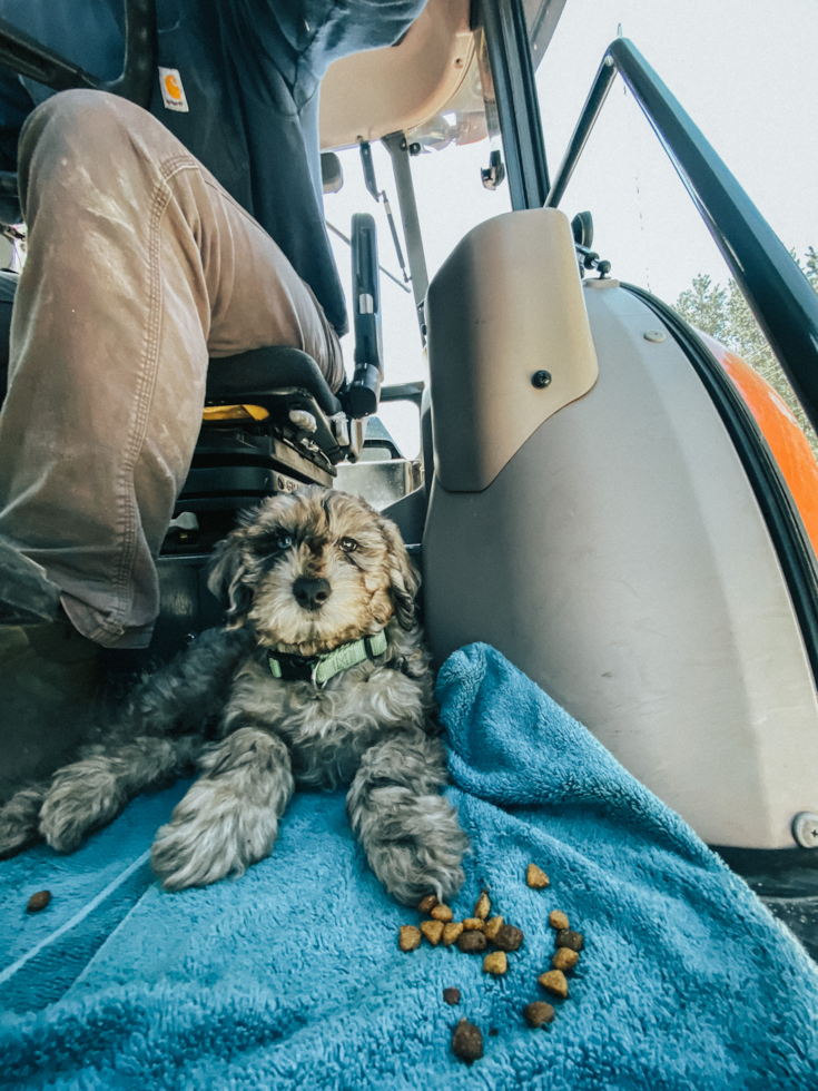 Small Mini Portidoodle Pup in