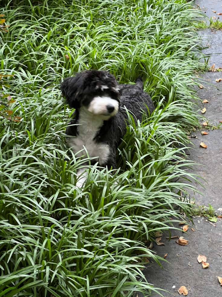 Sweet Mini Bernedoodle Pup