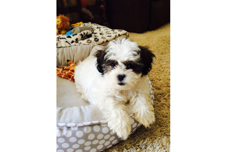 Small Teddy Bear Baby