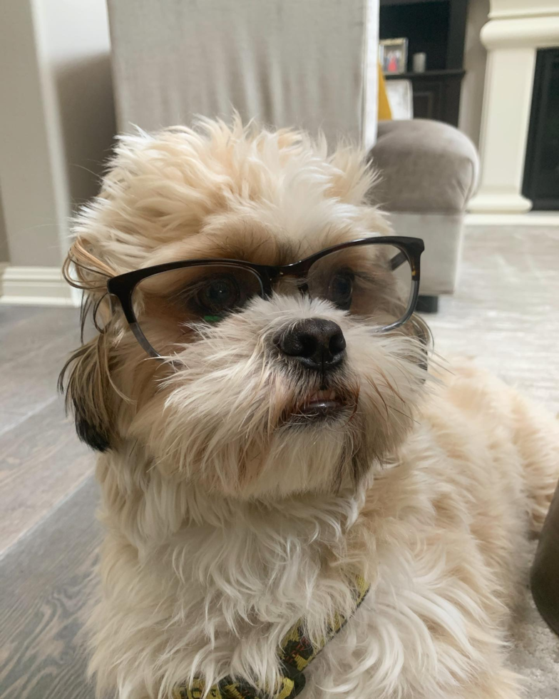 Lake Forest Shih Tzu Pup