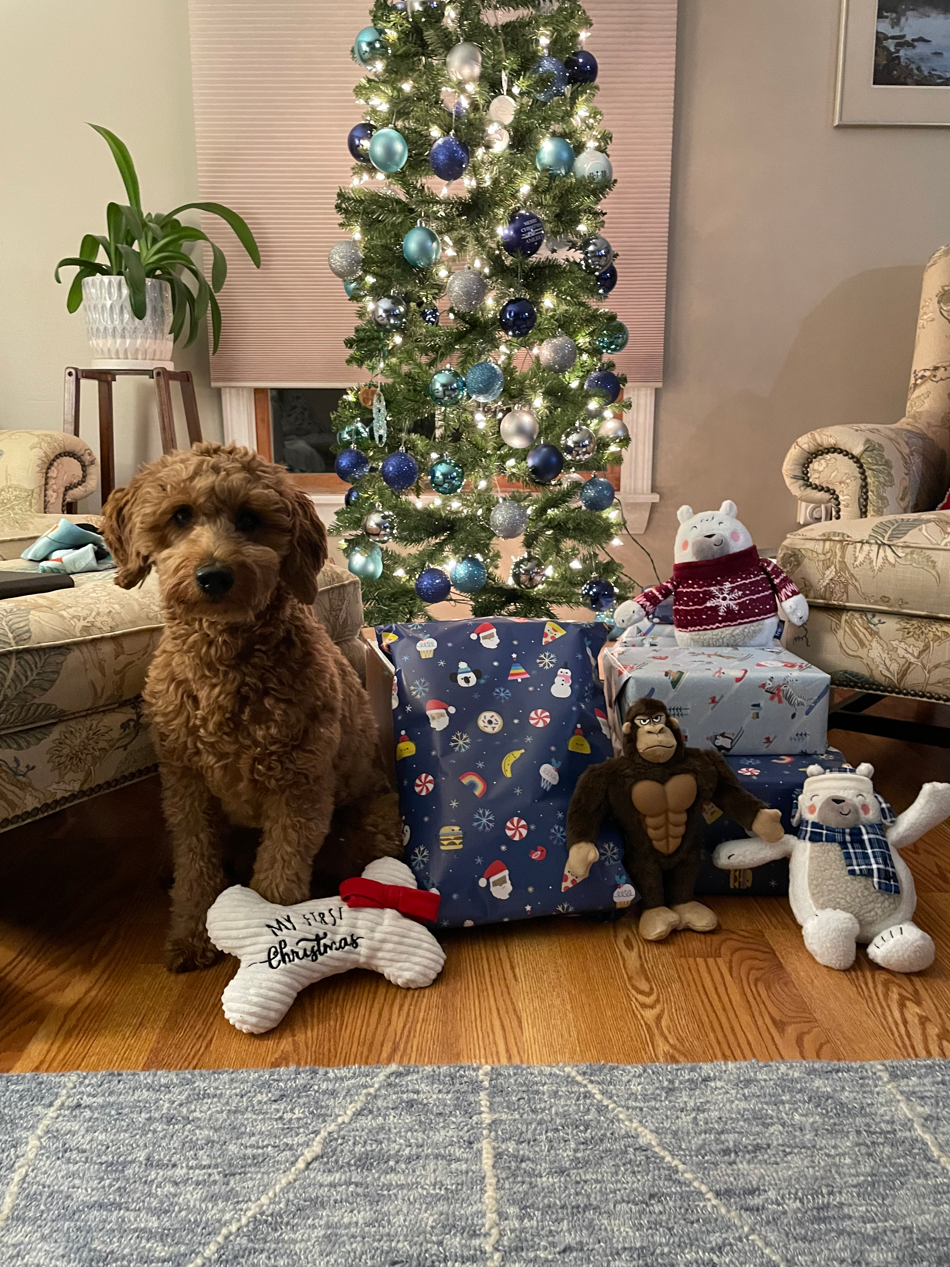 Happy Mini Goldendoodle Baby