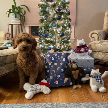 Happy Mini Goldendoodle Pup