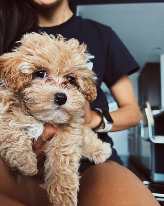 Maltipoo