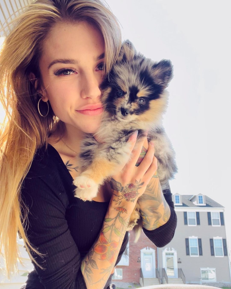 Sweet Pomsky Pup in Shakopee MN