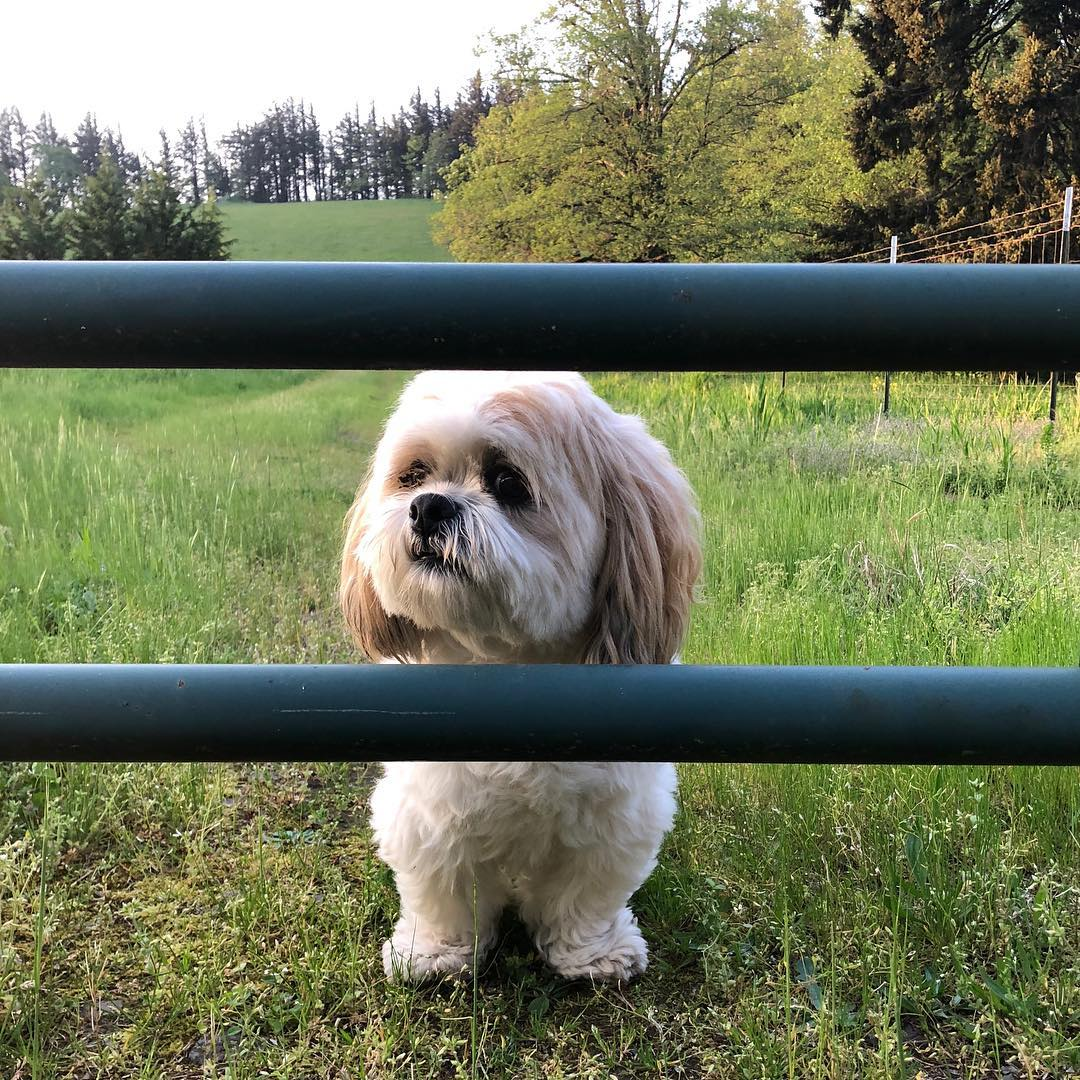 Best Shih Poo Baby