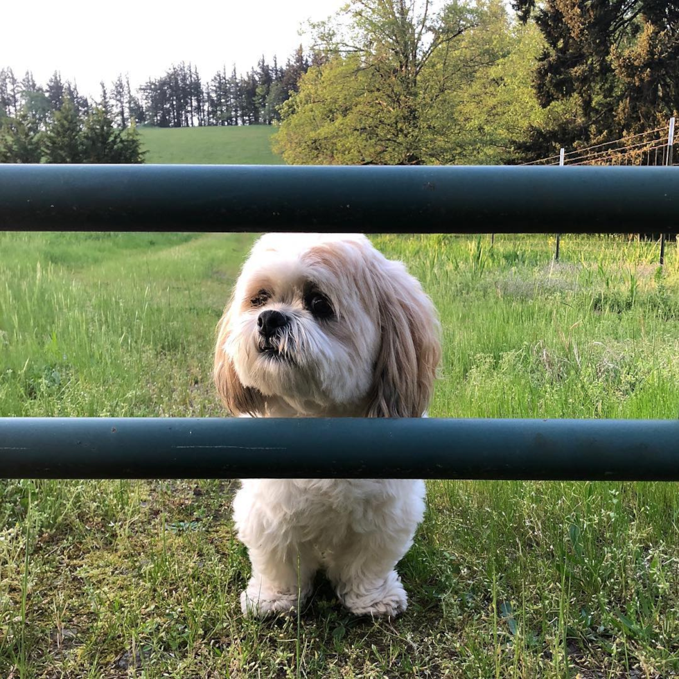 Playful Shih Poo Poodle Mix Pup