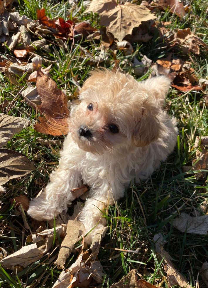 Maltipoo Pup
