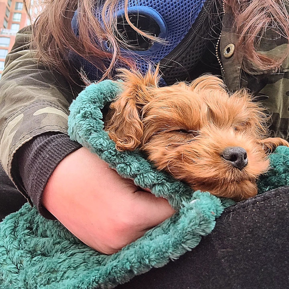 Energetic Cavoodle Poodle Mix Pup