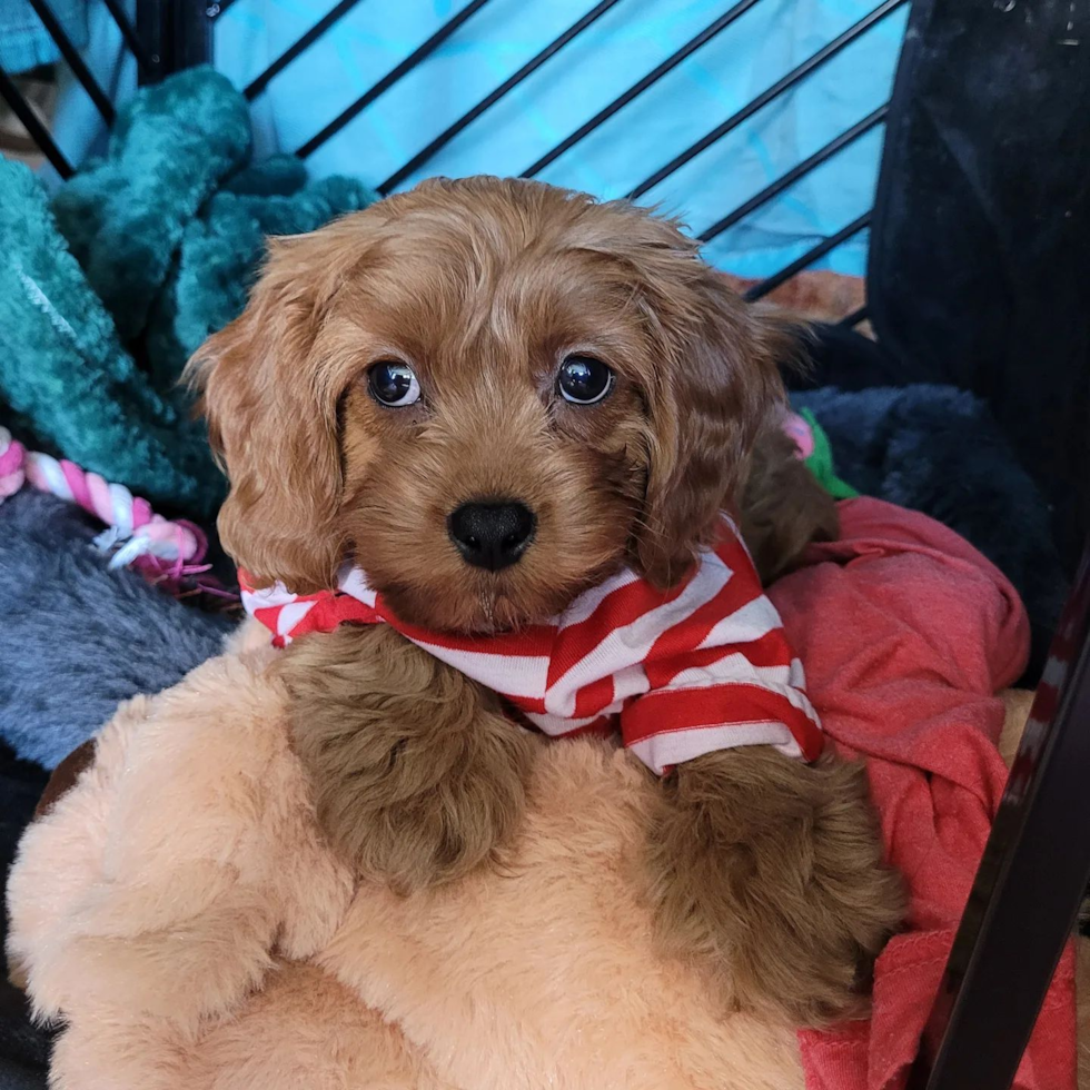 Friendly Cavapoo Pup in Brooklyn NY