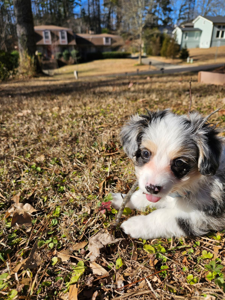 Friendly Aussiechon Pup