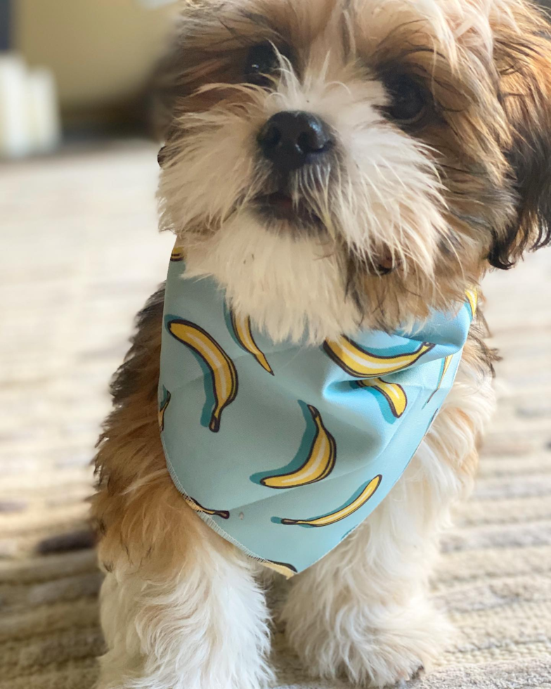 Popular Shih Tzu Pup