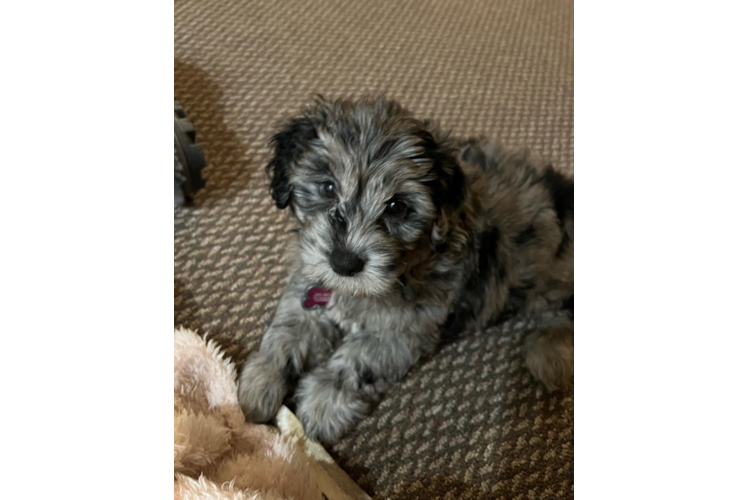 Small Mini Portidoodle Baby