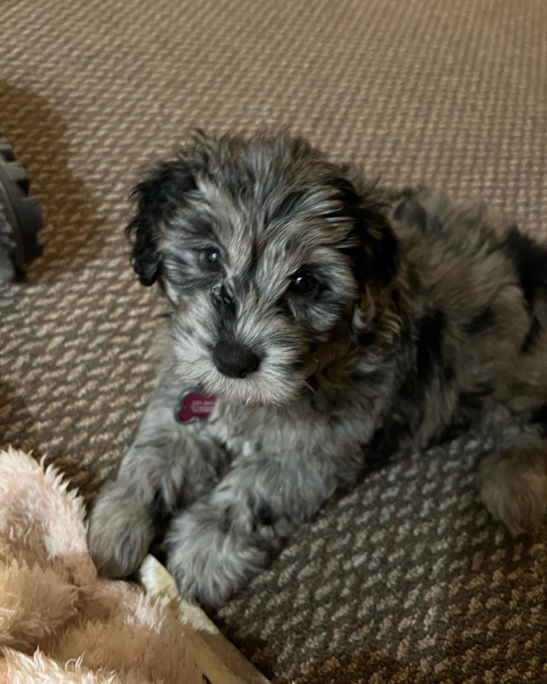 Adorable Portuguese Water Dog Poodle Mix Pup