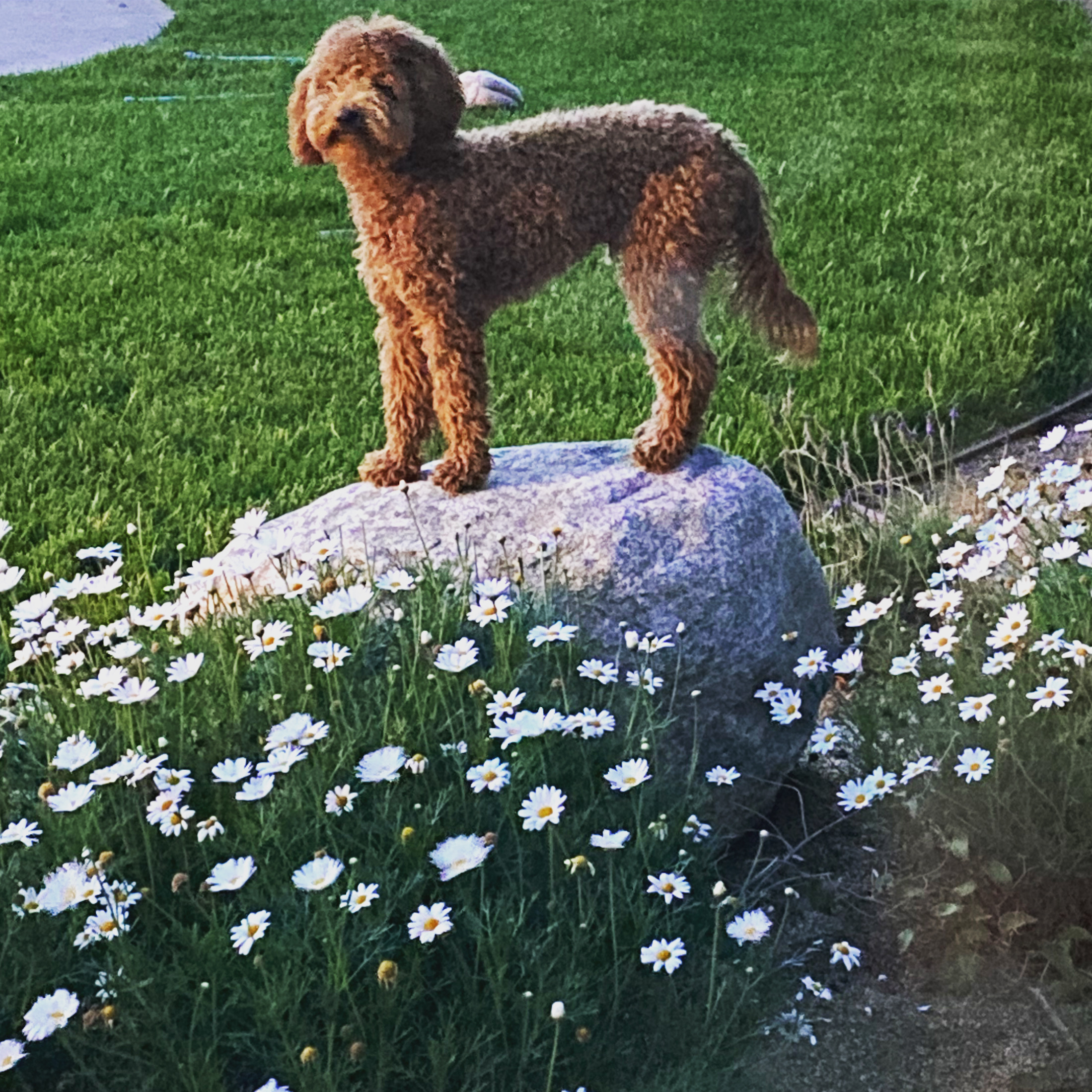 Fluffy Mini Goldendoodle Poodle Mix Pup