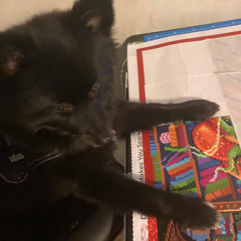 Smart Pomeranian Pup in