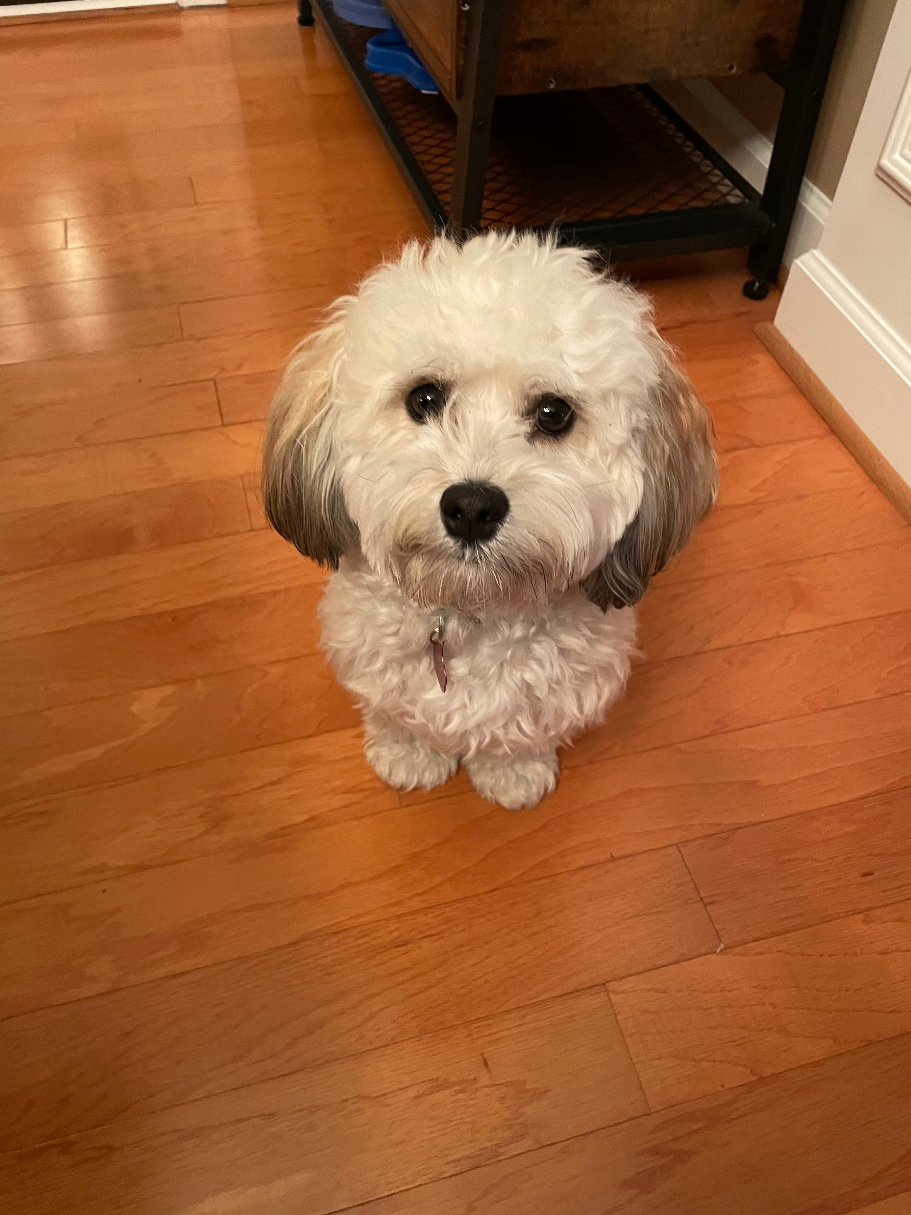 Best Havanese Baby