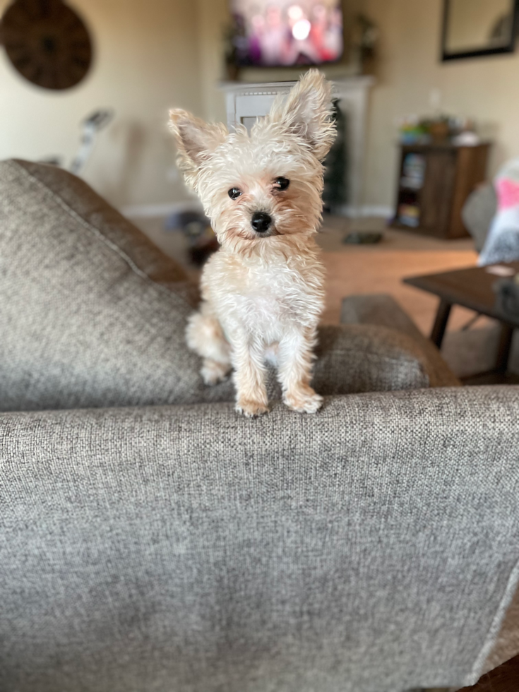 Small Yorkie Chon Pup