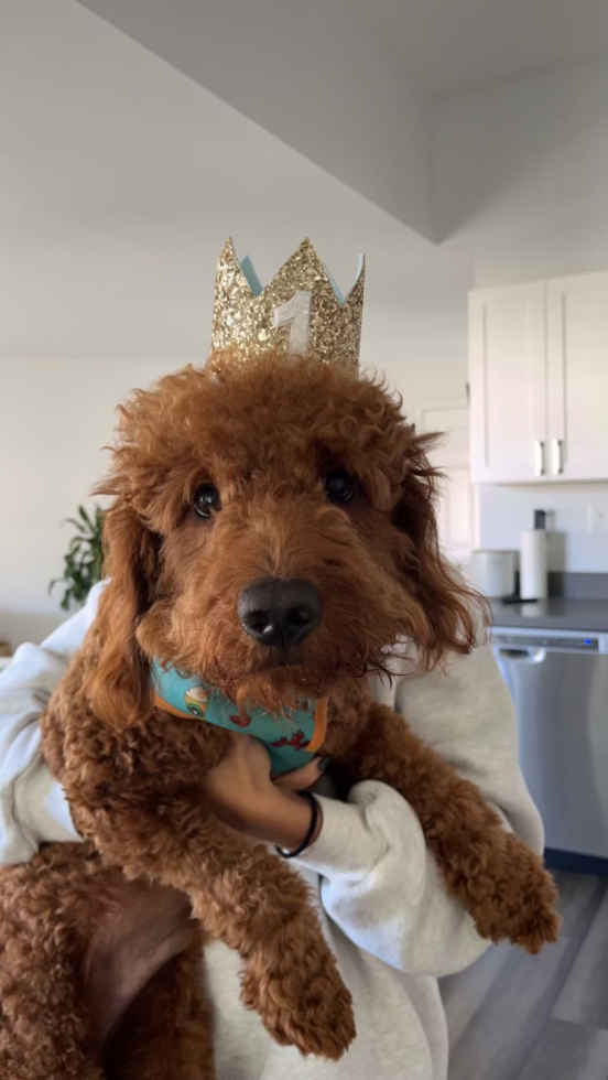 Mini Goldendoodle Being Cute