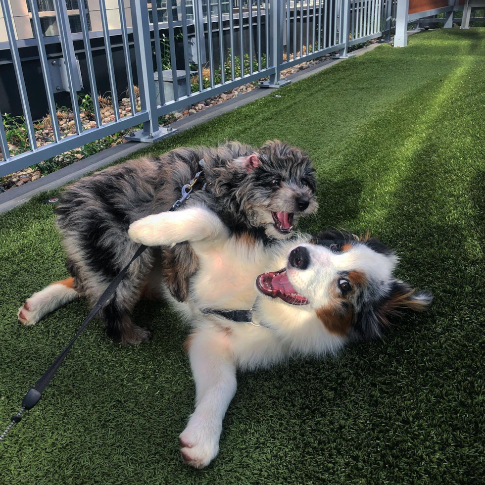 Mini Aussiedoodle Being Cute