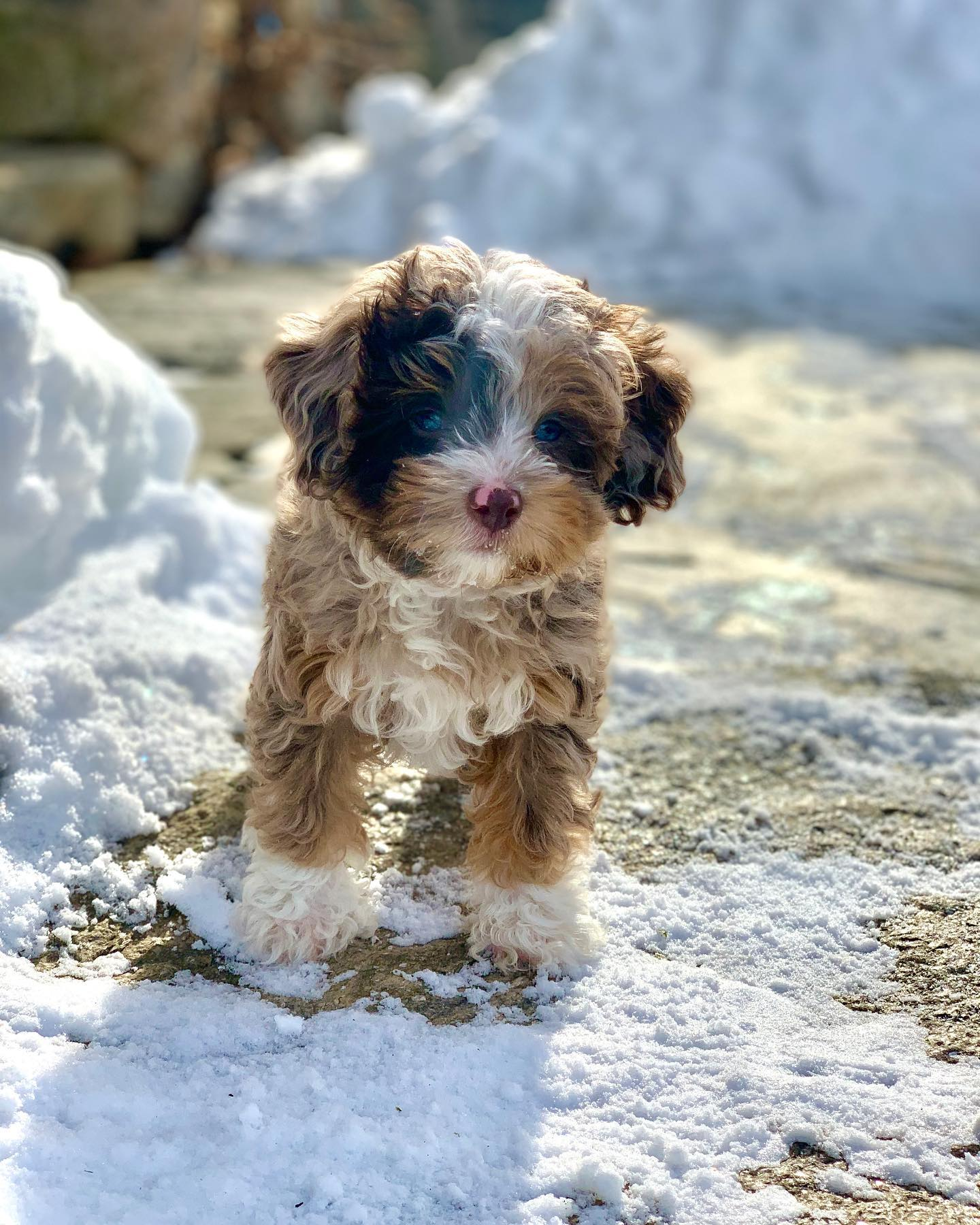 Best Mini Aussiedoodle Baby