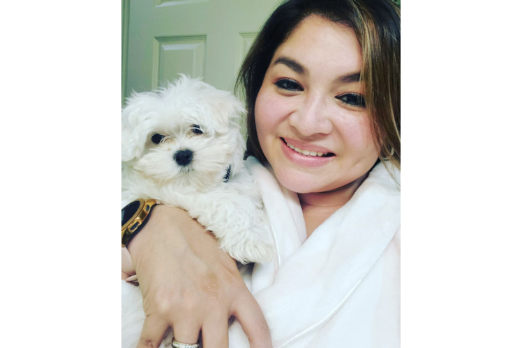 Maltese Puppy for Adoption