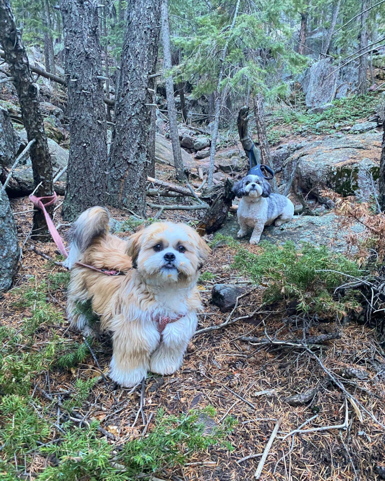 Sweet Shitzu Purebred Pup