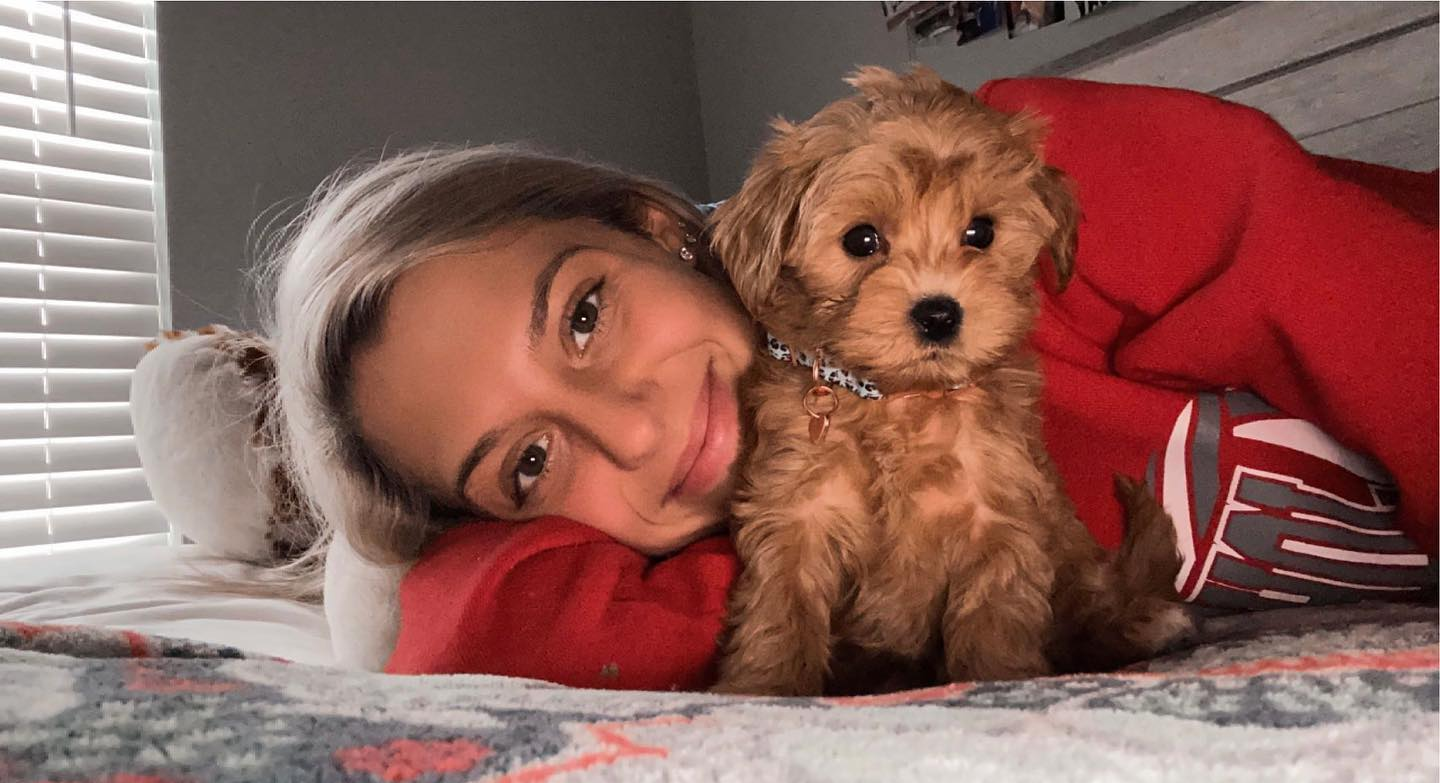 Cute Cavapoo Baby
