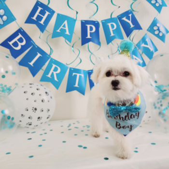 Playful Maltese Pup