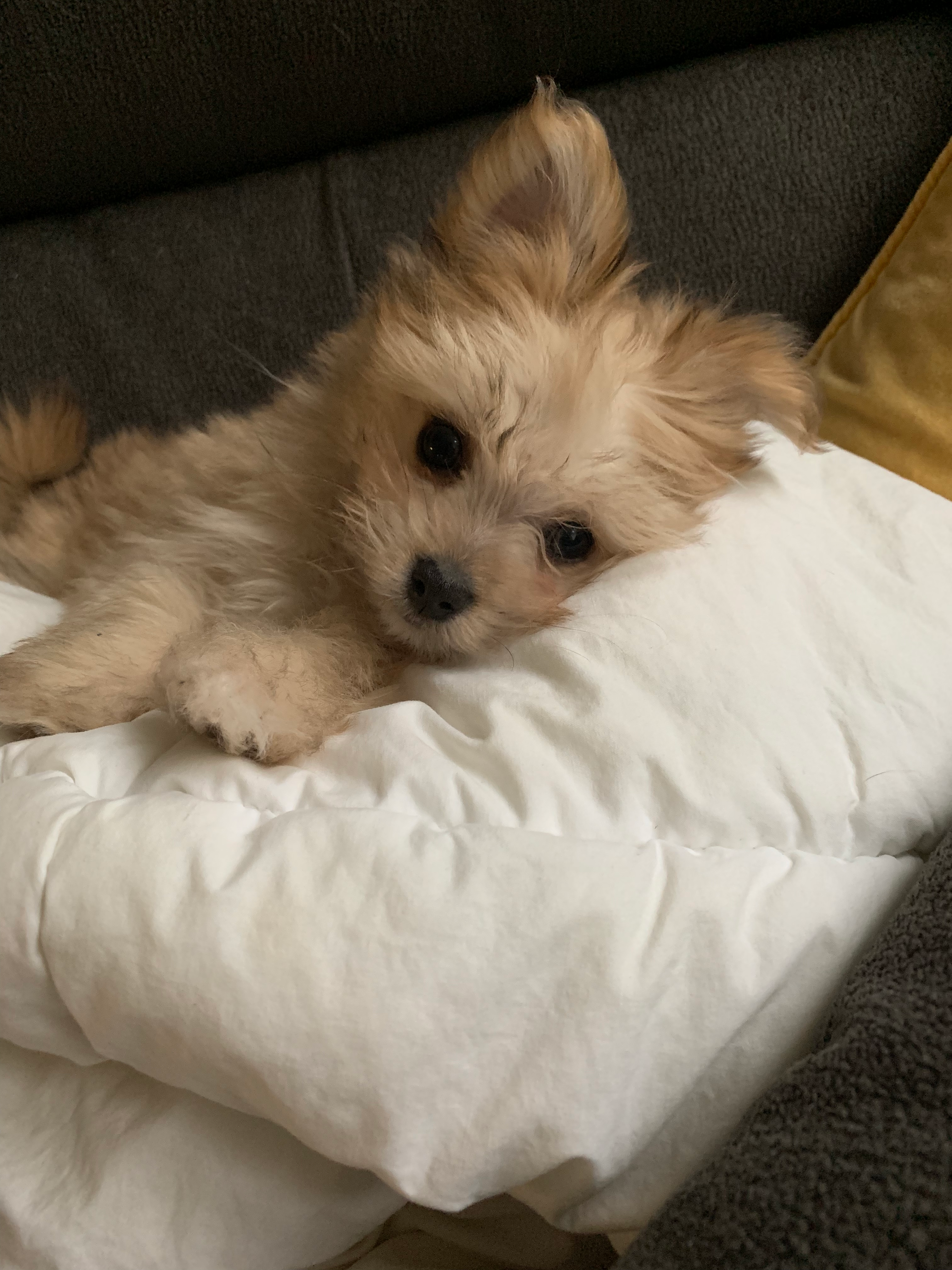 Maltipom Pup Being Cute