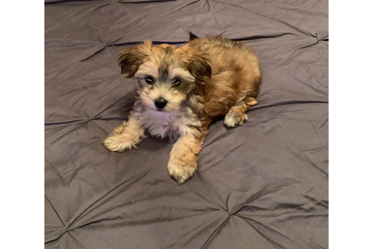 Best Morkie Baby