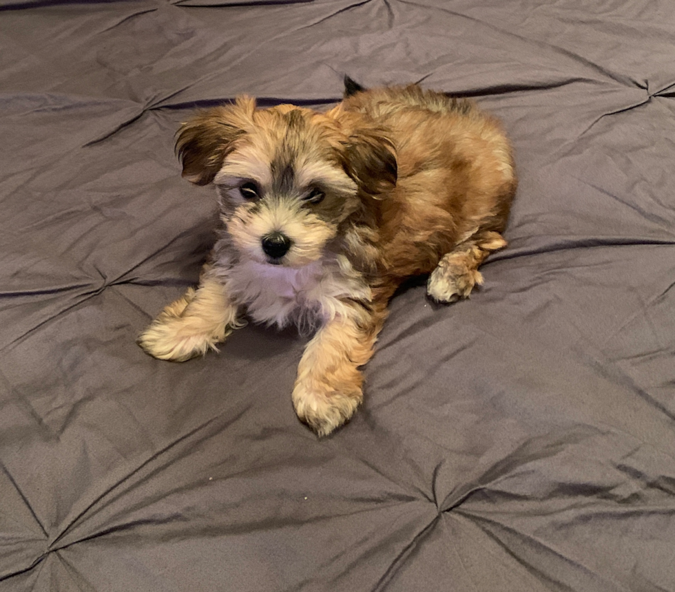 Energetic Yorkie Designer Pup