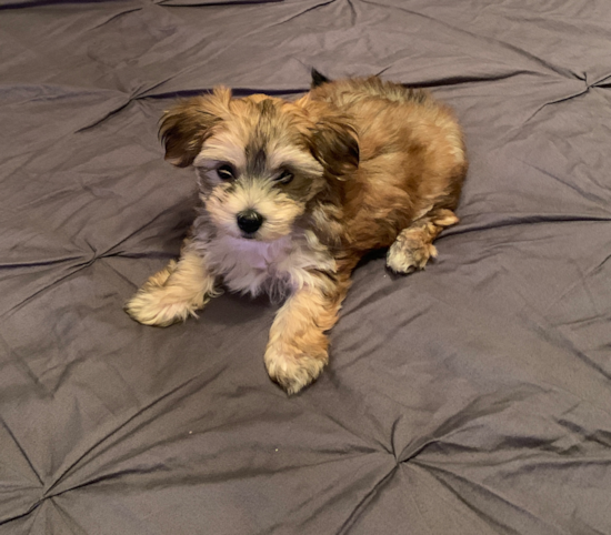 Energetic Yorkie Designer Pup