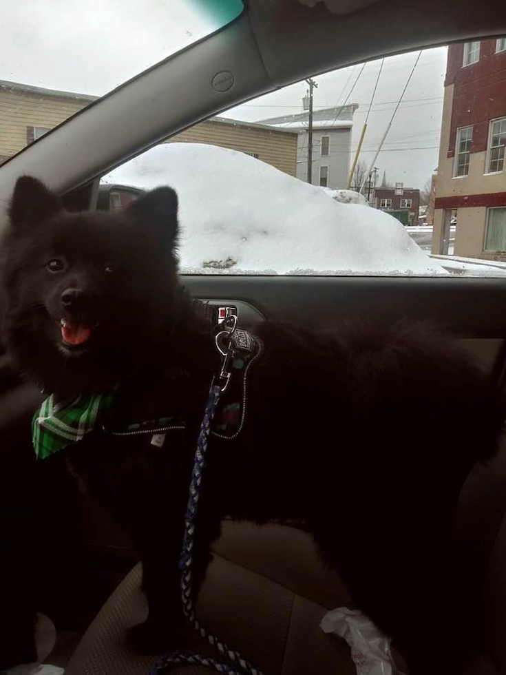 Petite Pomeranian Purebred Pup