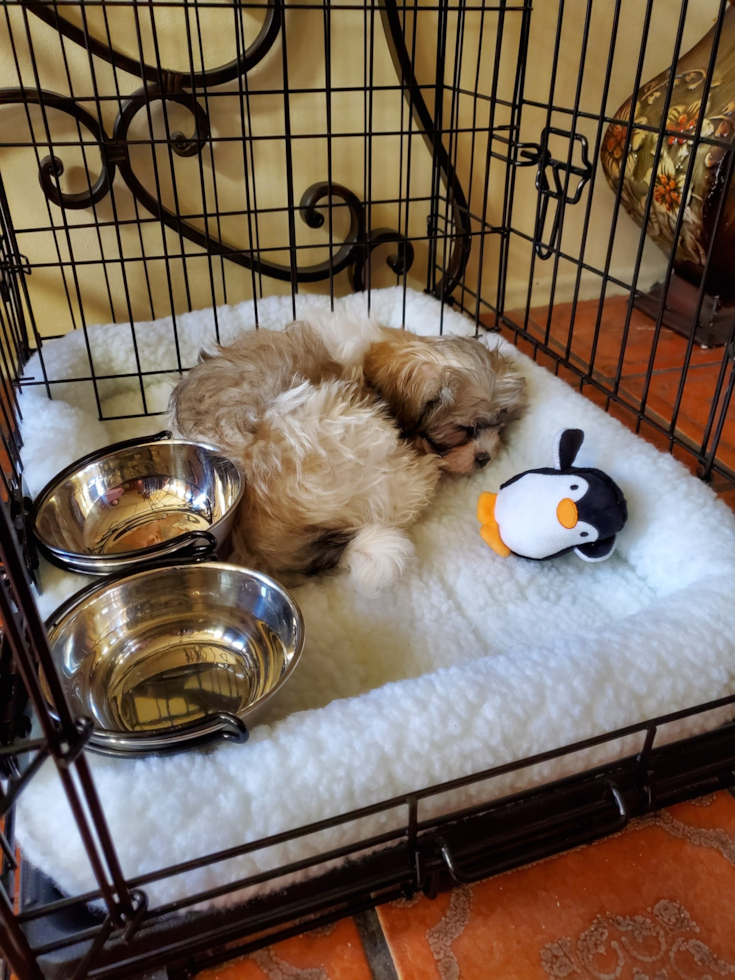 Petite Havanese Pup in