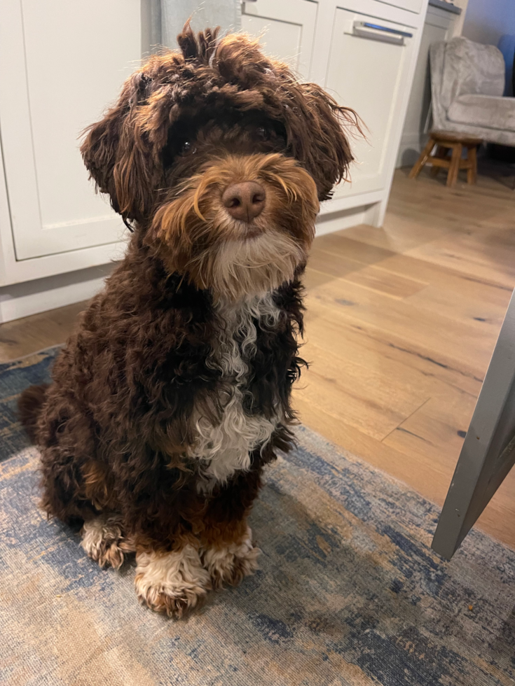 Mini Aussiedoodle Pup