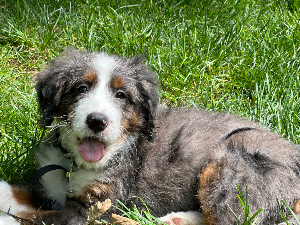 Adorable Bernadoodle Poodle Mix Pup