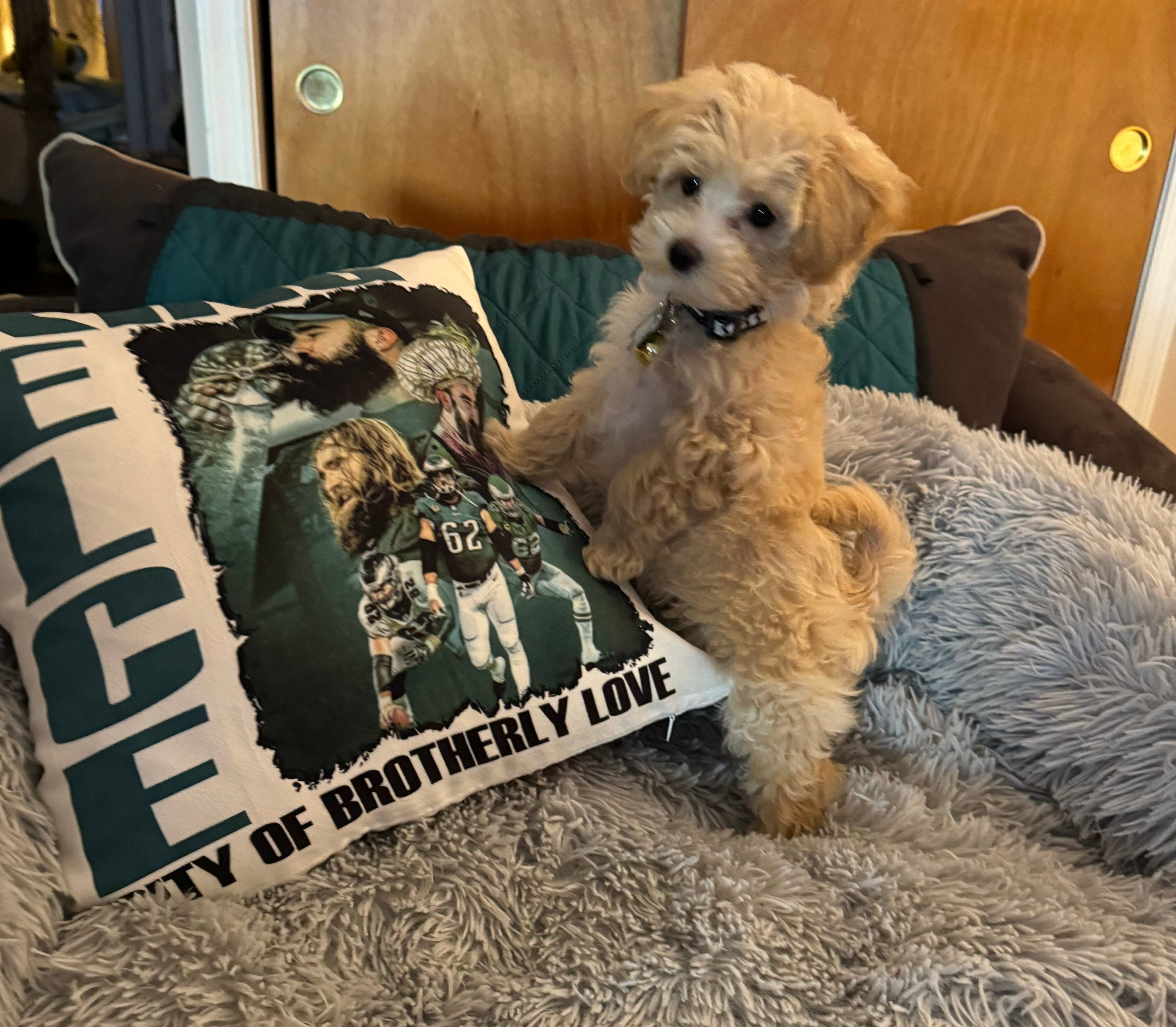 Sweet Maltipoo Baby
