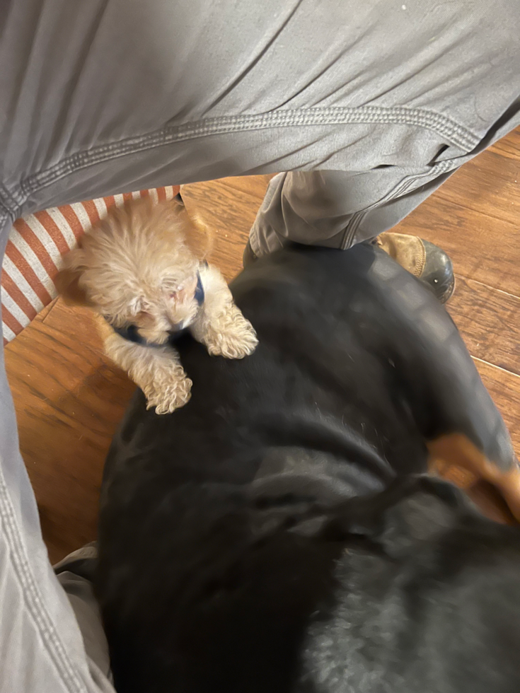 Smart Maltipoo Poodle Mix Pup