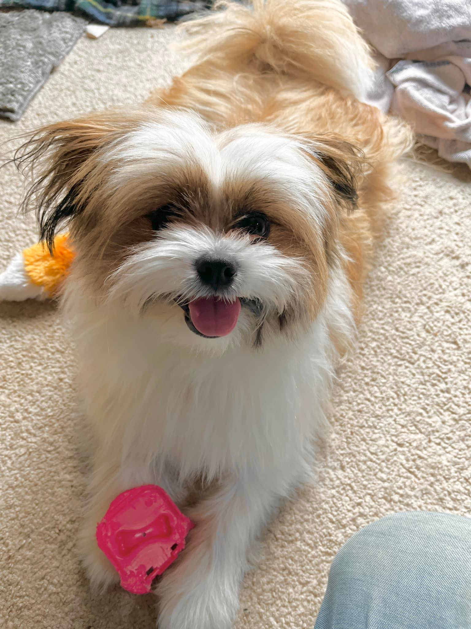 Shih Pom Puppy for Adoption
