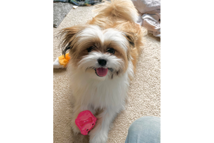 Shih Pom Puppy for Adoption