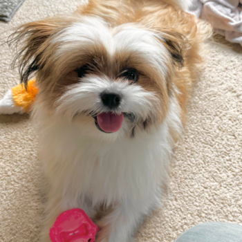Happy Shih Pom Pup in