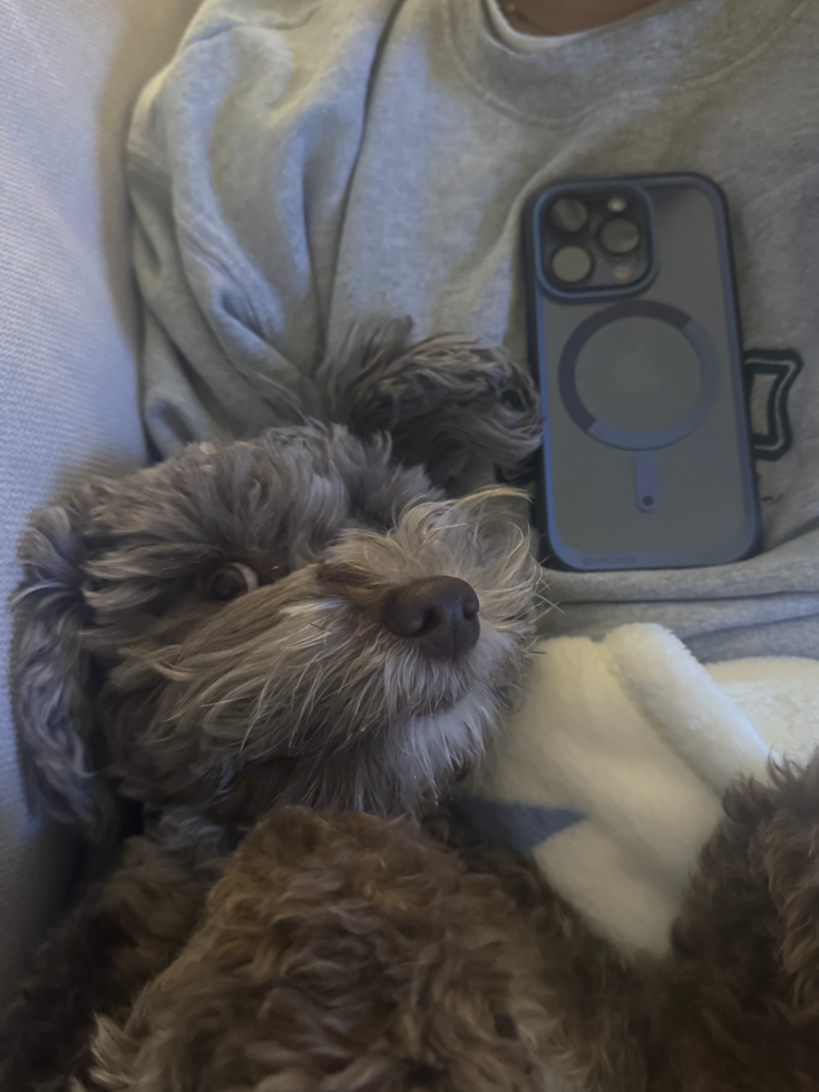 Playful Portidoo Poodle Mix Pup