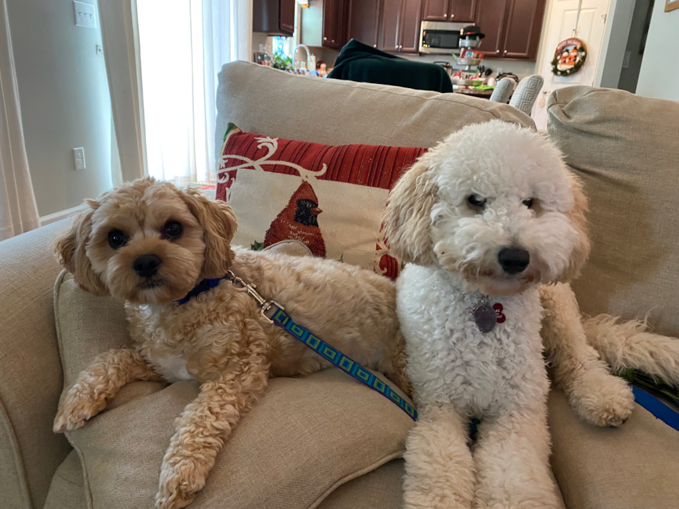 Fluffy Cavachon Designer Pup