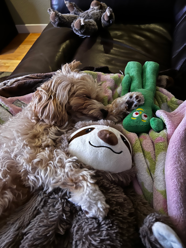 Popular Maltipoo Poodle Mix Pup