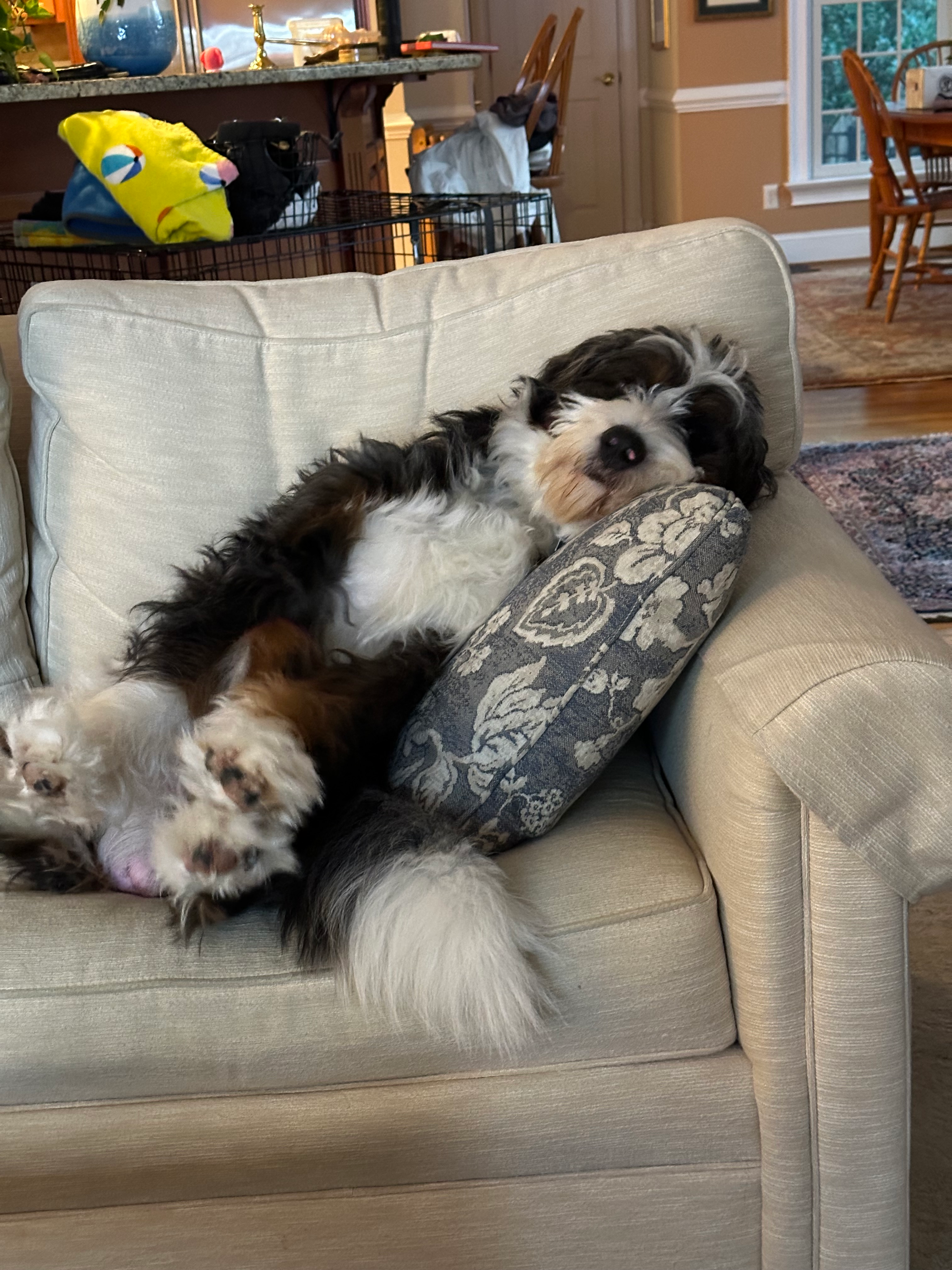 Mini Bernedoodle Pup Being Cute