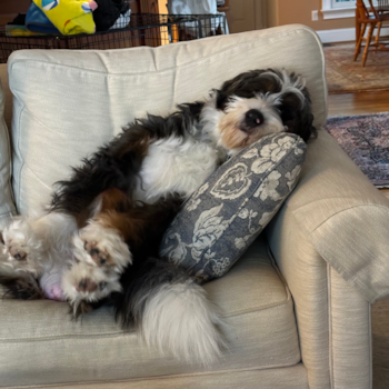 Mini Bernedoodle Being Cute