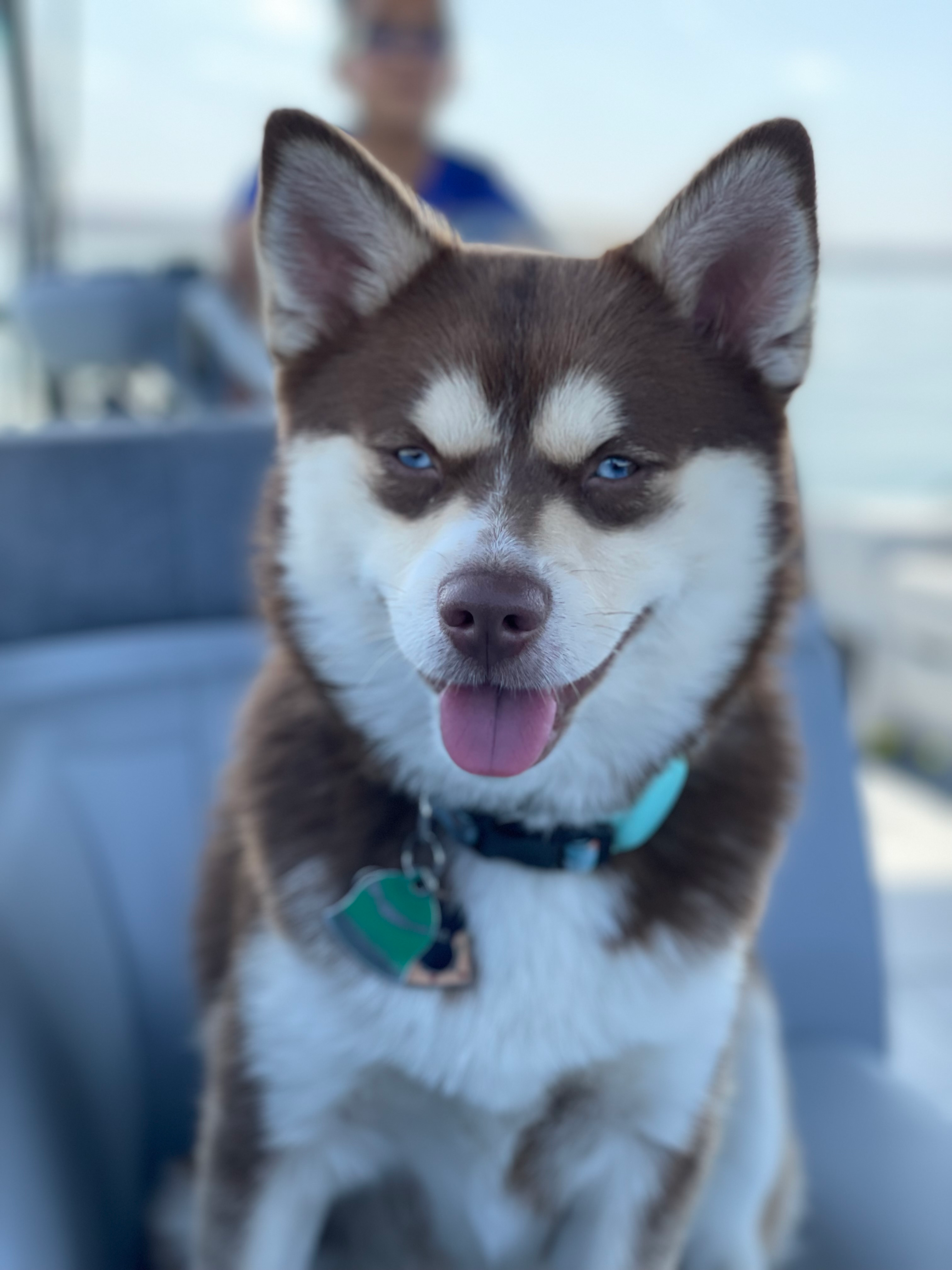 Pomsky Puppy for Adoption