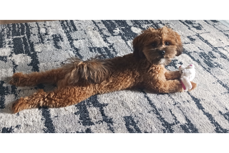 Hypoallergenic Shihpoo Poodle Mix Puppy